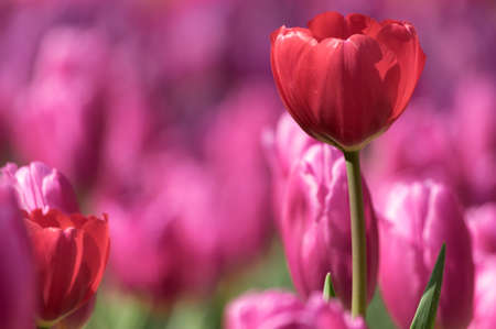 Tulip in early springの写真素材