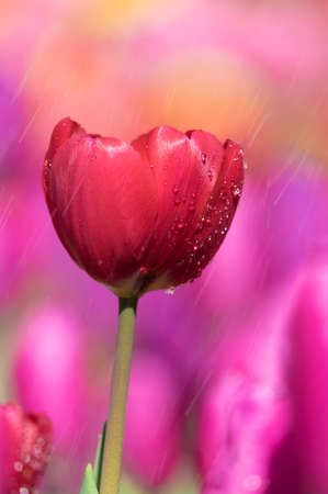 Tulip in early springの写真素材