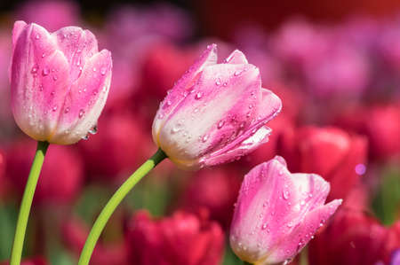 Tulip in early springの写真素材