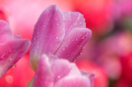 Tulip in early springの写真素材