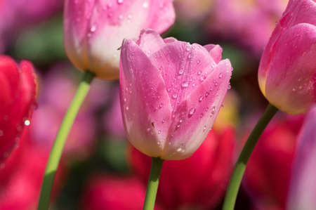 Tulip in early springの写真素材
