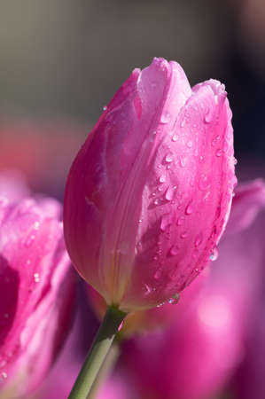 Tulip in early springの写真素材
