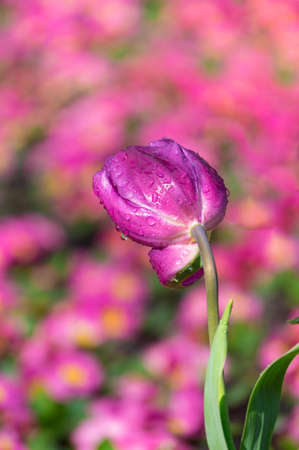 Tulip in early springの写真素材