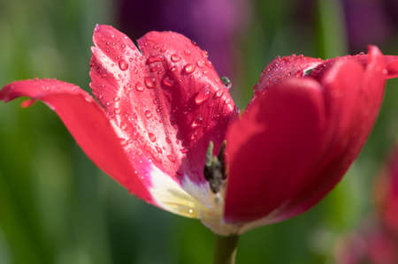 Tulip in early springの写真素材