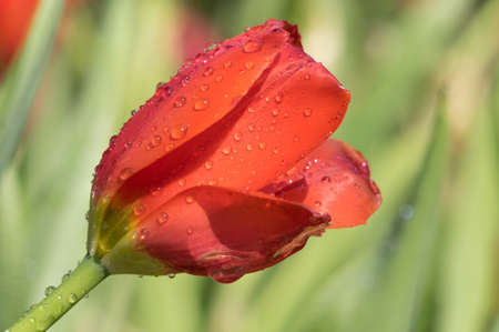Tulip in early springの写真素材