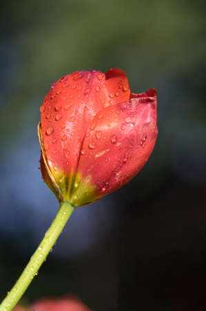 Tulip in early springの写真素材