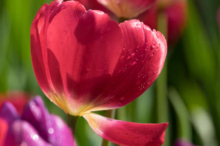 Tulip in early springの写真素材