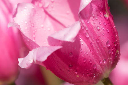 Tulip in early springの写真素材
