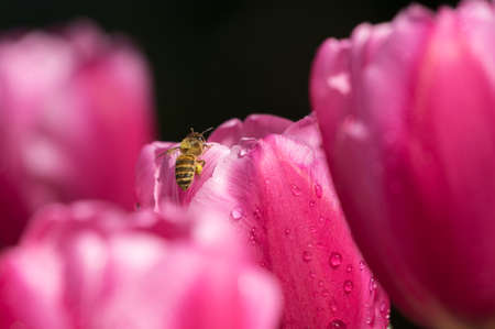 Tulip in early springの写真素材
