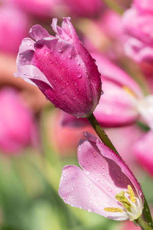 Tulip in early springの写真素材
