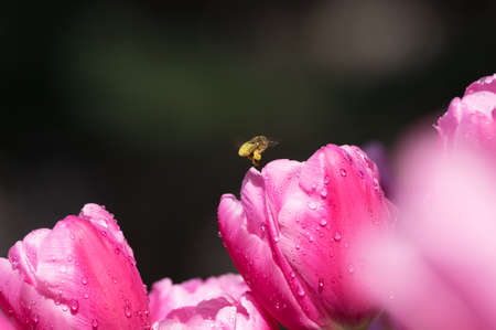 Tulip in early spring
