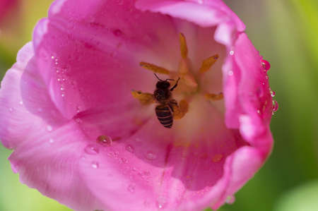 Tulip in early springの写真素材