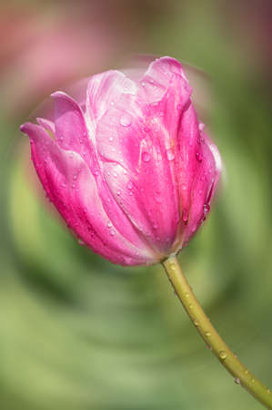 Tulip in early springの写真素材
