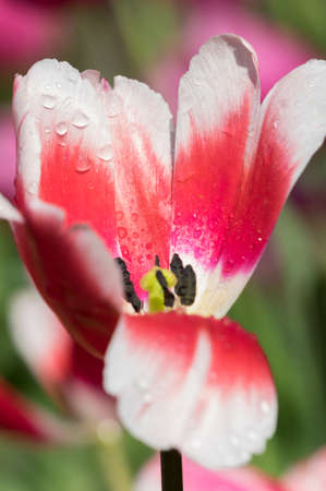 Tulip in early springの写真素材