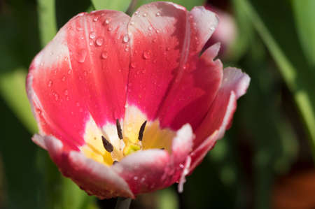 Tulip in early springの写真素材