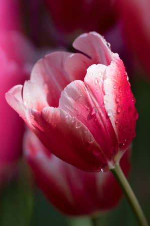 Tulip in early springの写真素材
