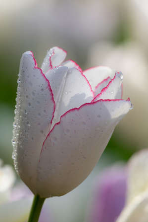 Tulip in early springの写真素材