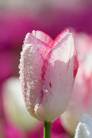 Tulip in early springの写真素材