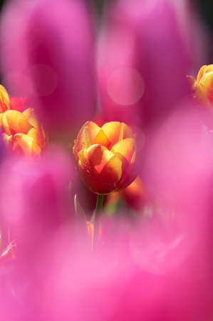 Tulip in early springの写真素材