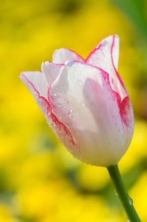Tulip in early springの写真素材