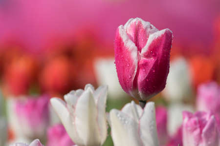 Tulip in early springの写真素材