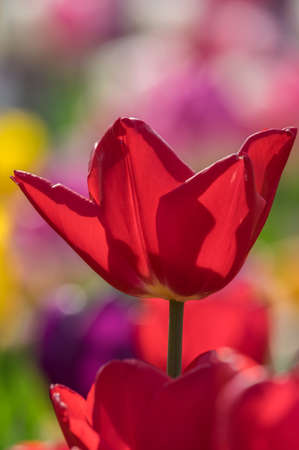 Tulip in early springの写真素材