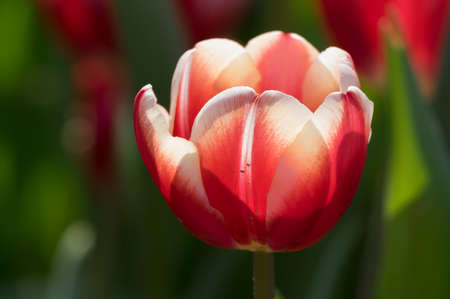 Tulip in early springの写真素材