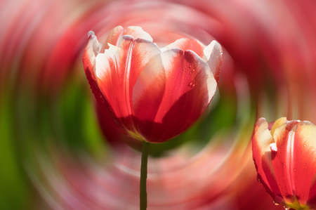 Tulip in early springの写真素材
