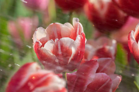 Tulip in early springの写真素材