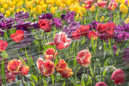 Tulip in early springの写真素材
