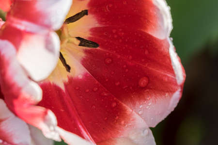 Tulip in early springの写真素材