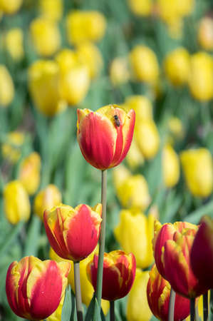 Tulip in early springの写真素材