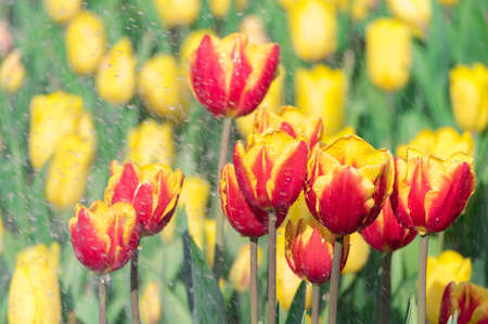 Tulip in early springの写真素材