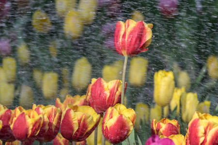 Tulip in early springの写真素材