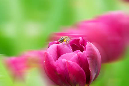 Tulip in early springの写真素材
