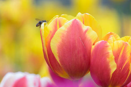 Tulip in early springの写真素材