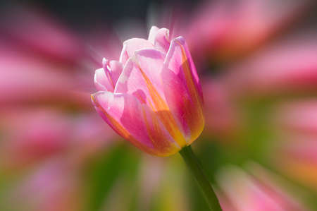 Tulip in early springの写真素材