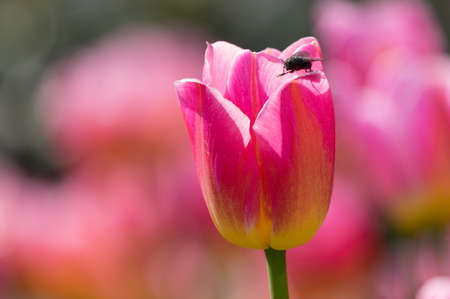 Tulip in early springの写真素材