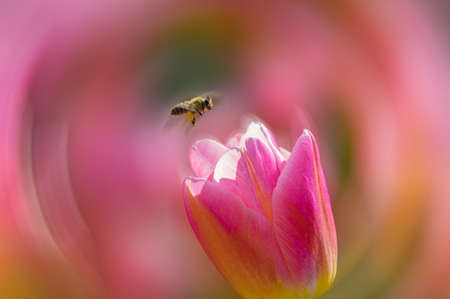 Tulip in early springの写真素材