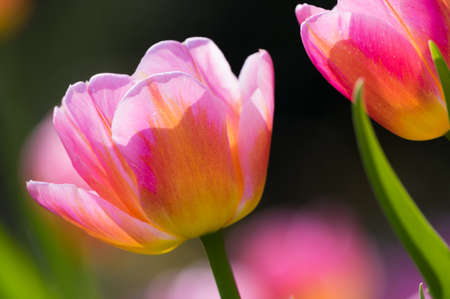 Tulip in early springの写真素材