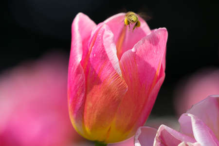 Tulip in early springの写真素材