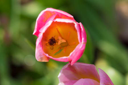 Tulip in early springの写真素材