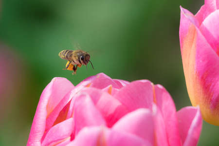 Tulip in early springの写真素材