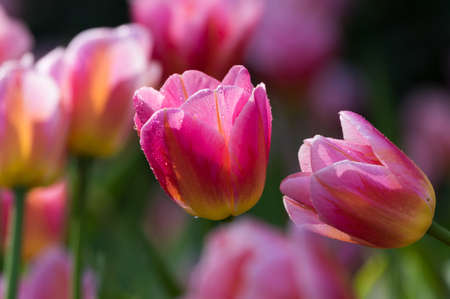 Tulip in early springの写真素材