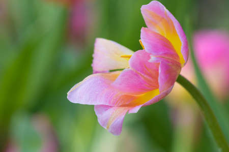 Tulip in early springの写真素材