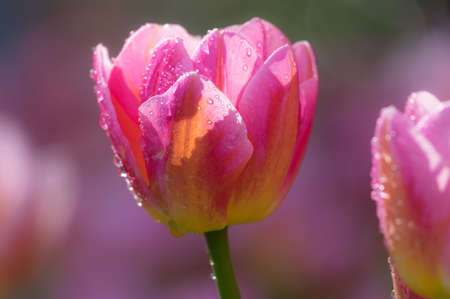 Tulip in early springの写真素材