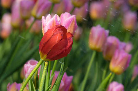 Tulip in early springの写真素材