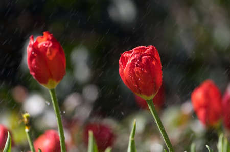 Tulip in early springの写真素材