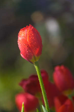 Tulip in early springの写真素材