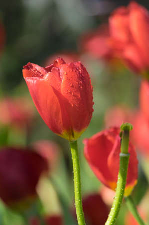 Tulip in early springの写真素材
